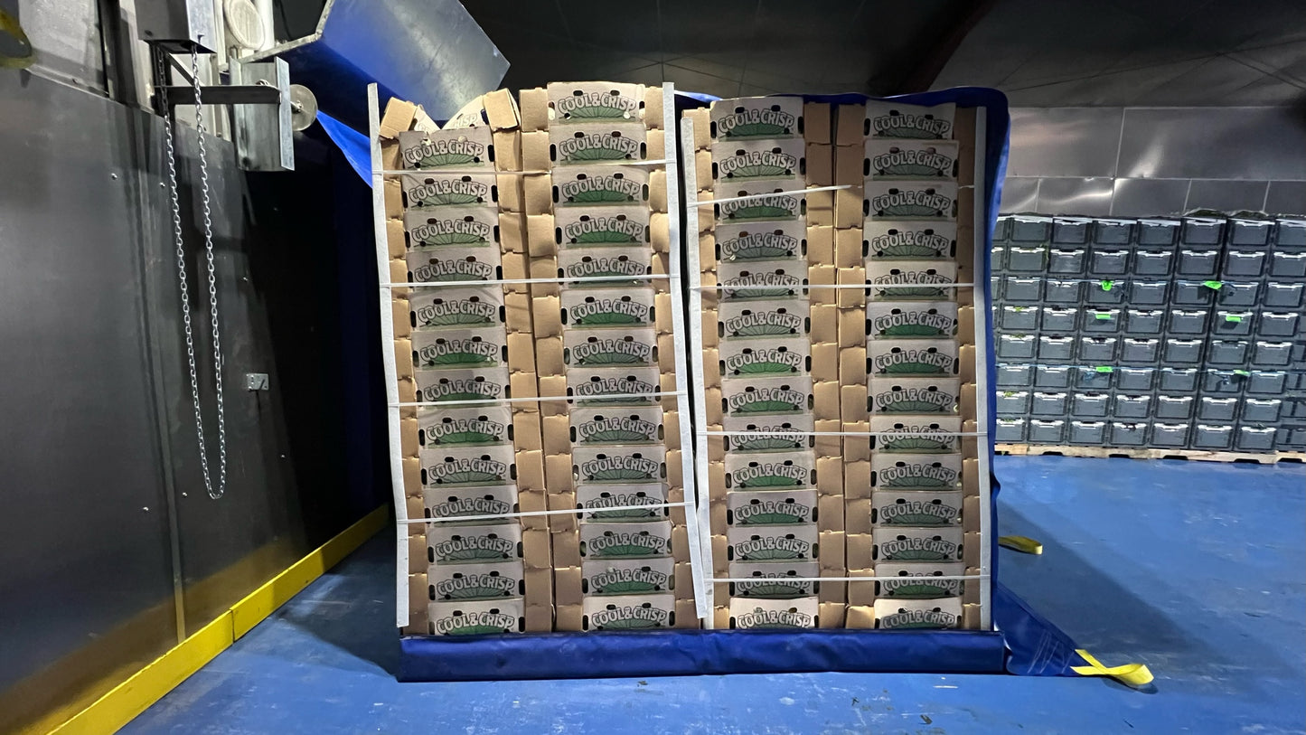 Foam Kick Pads